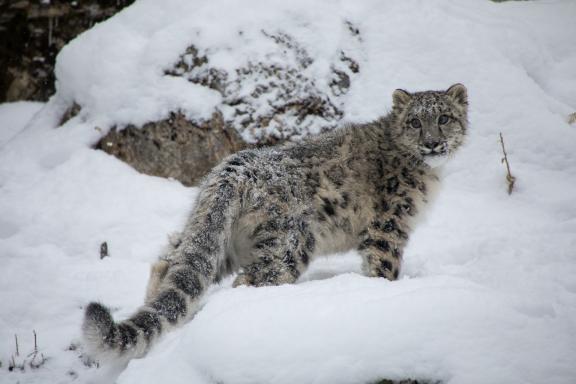 Jeune panthère des neiges dans la neige en Inde