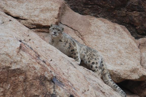 Panthère des neiges sur son rocher auladakh, en Inde