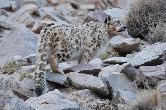 Panthère des neiges à l'affut à Hemis au Ladakh, Inde