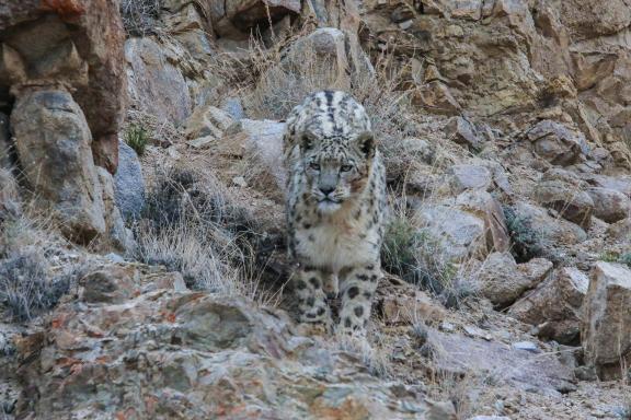 Panthère des neiges au ladakh, en Inde