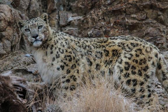 Sous l'oeil d'une panthère des neiges au Ladakh en Inde