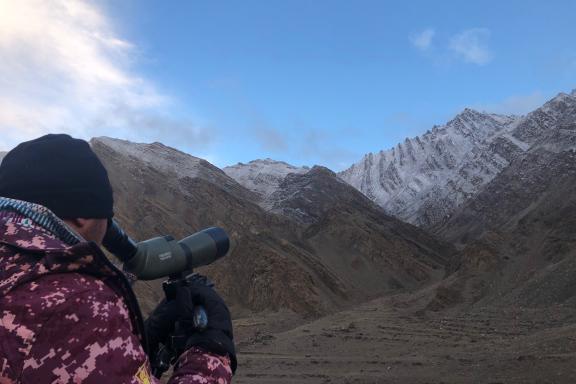 Observation de panthère des neiges à Hemis au Ladakh, en Inde