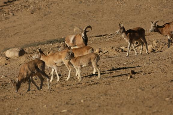 Argali du Tibet dans les montagnes du Ladakh