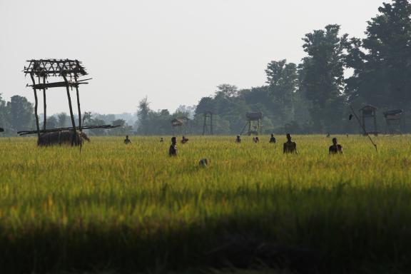 Villageois dans une rizière à Bardia au Népal