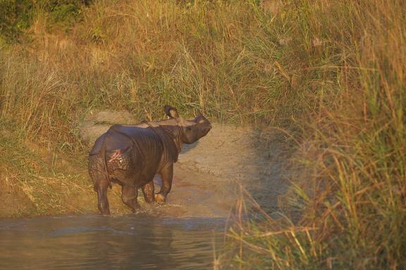 Rhinocéroas unicorne à Barduia au Népal