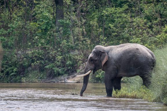 Eléphant dans la rivière à Bardia au Népal