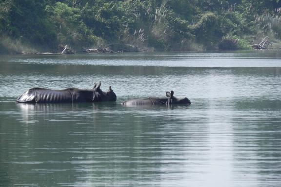 Rhinocéros indien à Bardia au Népal