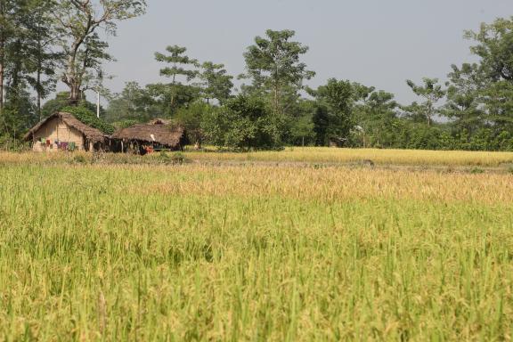 Cultures à Bardia au Népal