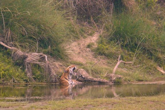 Tigre prenant son bain au Népal