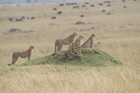 Observation de guépards à l'affût dans la réserve du Masai Mara au Kenya