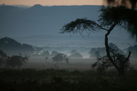 Lever de soleil dans la brume au Kenya