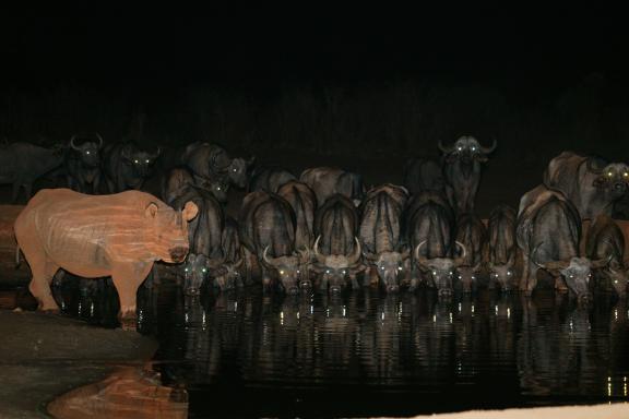 Rhinocéros noir et bulles au point d'eau au Kenya