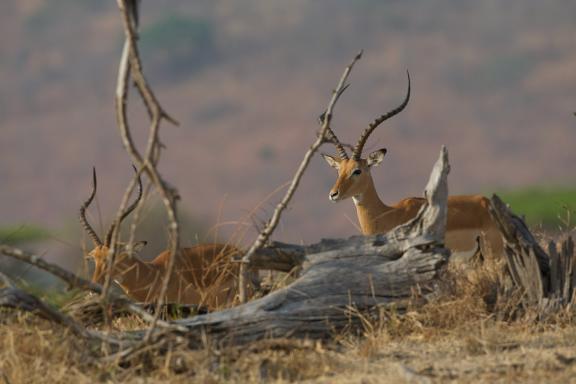 Impalas au Kenya