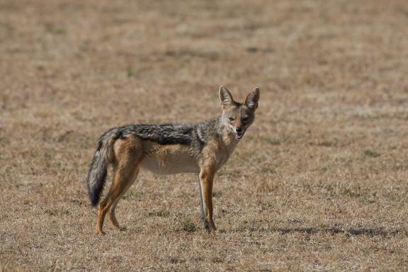 Chacal à chabrac dans la savane au Kenya