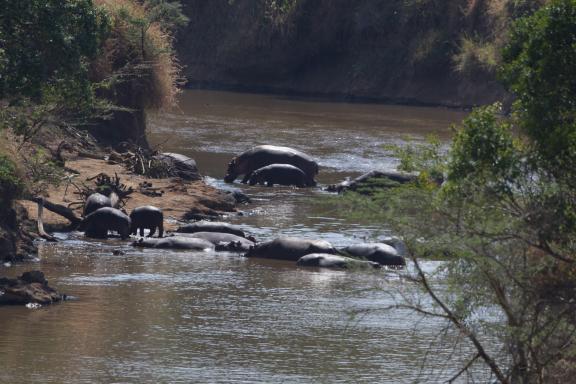 Hippopotames dans la rivière Mara au Kenya