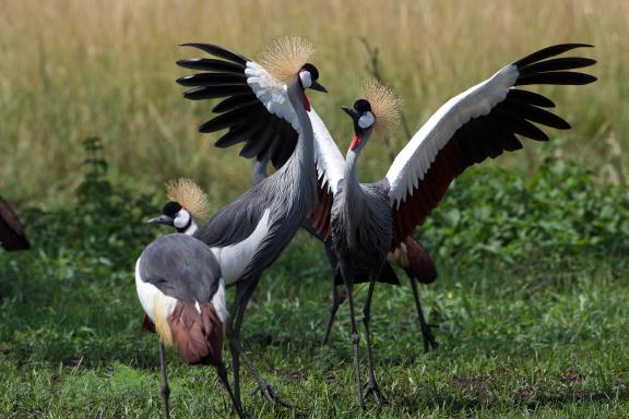 Lutte de grues couronnées au Kenya