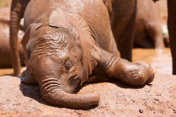 Eléphanteau jouant dans la boue au Kenya