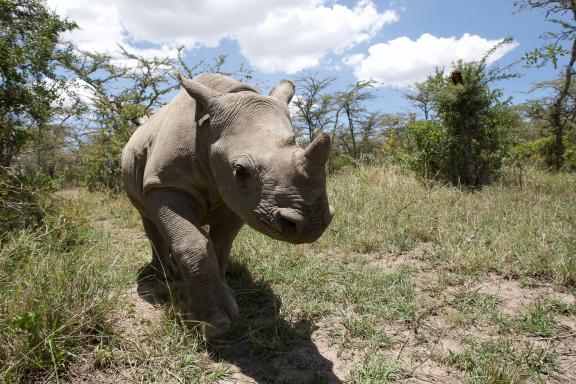 Jeune rhinocéros noir à Ol Pejeta au Kenya