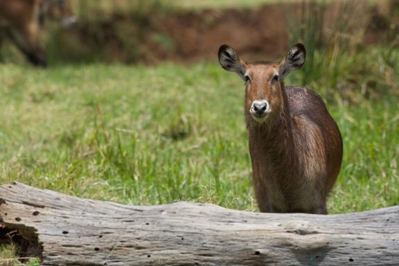 Femelle cobe de Fassa au Kenya