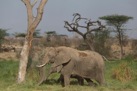 Eléphant et son jeune dans la savane au Kenya