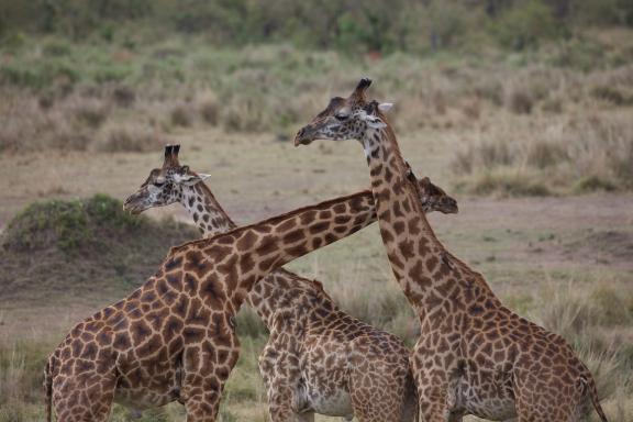 Lutte de girafe au Kenya