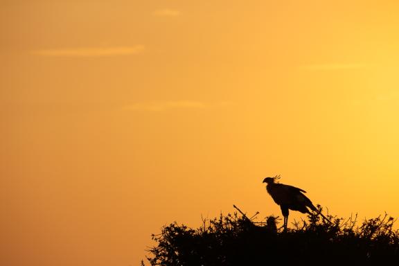 Serpentaire dans son nid haut perché au Kenya