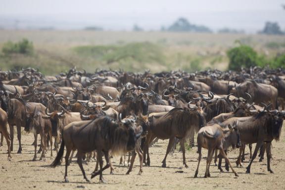 Groupe de gnous au Mara, Kenya