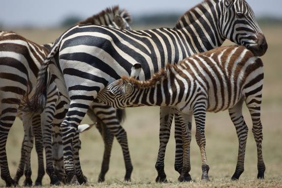 Femelle zèbre allaitant son jeune au Kenya