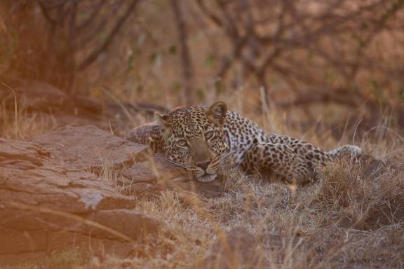 Léopard au coucher du soleil au Kenya