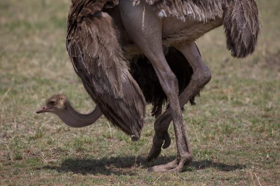 Femelle autruche dans un parc au Kenya