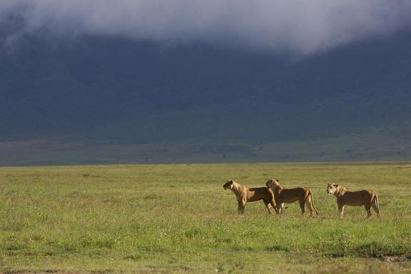 Lionnes dans le cratère du Ngorongoro