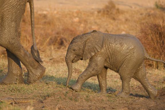 Eléphanteau sorti de la boue en Tanzanie