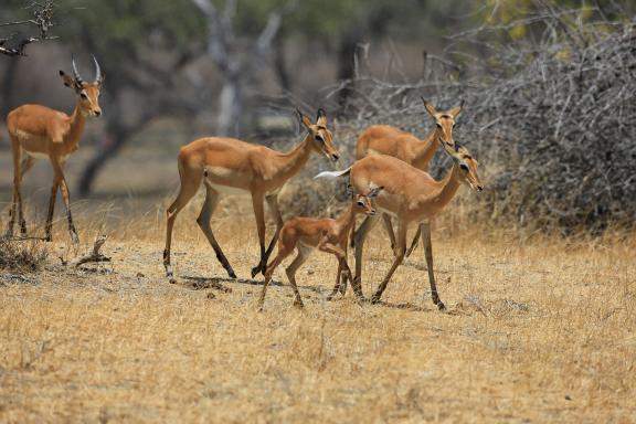 Groupes d'impalas femelles et jeunes en Tanzanie