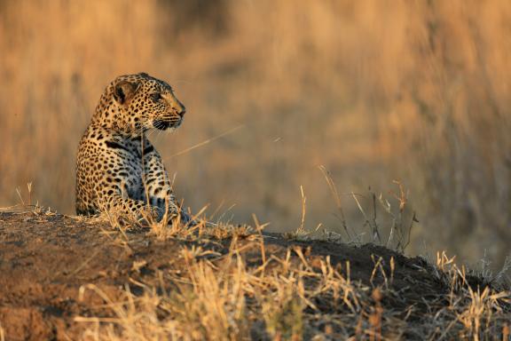 Léopard à l'affut en Tanzanie