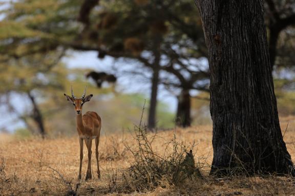 Jeune impala en Tanzanie