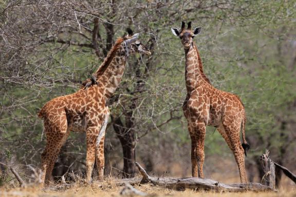 Girafons en Tanzanie