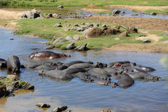 Hippopotames dans la rivière en Tanzanie