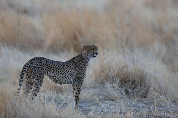 Guépard en chasse en Tanzanie