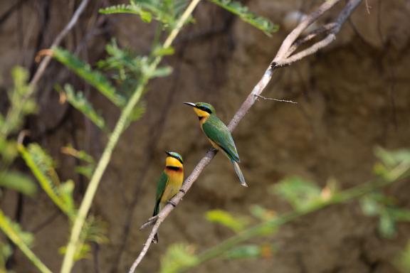 Guépiers nains sur une branche en Tanzanie