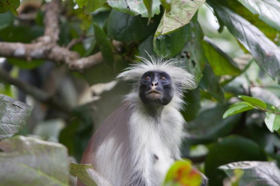 Colobe roux dans un arbre de la forêt de Johani, à Zanzibar