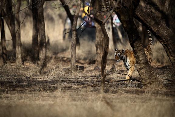 Tigre en sous bois en Inde