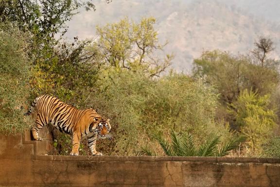Tigre (Panthera tigris) sur la pierre à Sariska en INde