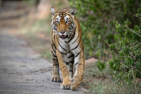 Tigre (Panthera tigris) à Bandhavgarh en Inde