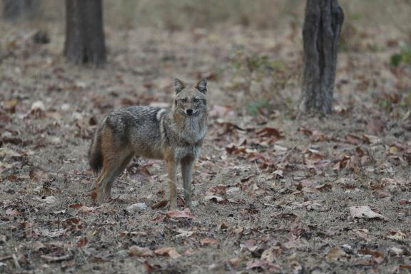 Chacal doré (Canis aureus) à Pench en Inde