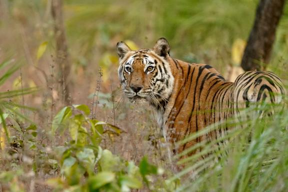 Tigre (Panthera tigris) dans les herbes à Panna, en Inde