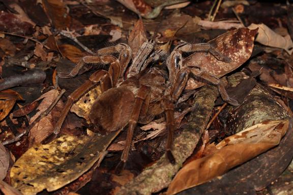 Obesrvation de la plus grosse araignée du monde en Guyane