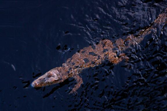 Jeune caîman noir à la surface dans les marais de Kaw, en Guyane française