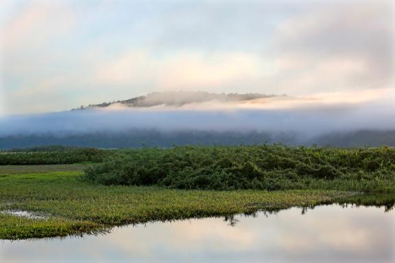 Vue des marais de Kaw en Guyane française