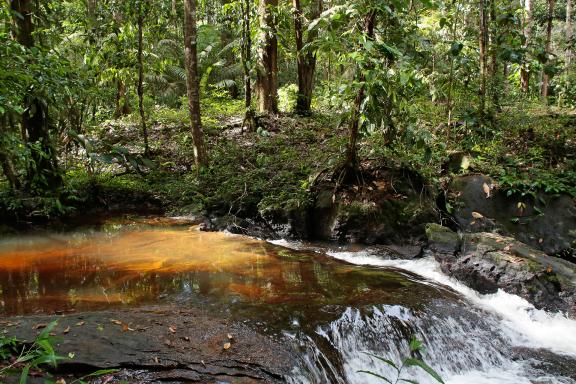 Cours d'eau en forêt primaire de Guyane