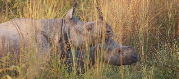 Femelle et son jeune rhinocéros unicorne au Népal